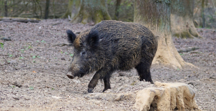 Sanglier, animal forestier qui retourne les sols